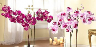 How to transplant an orchid