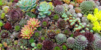 How do you kill succulents