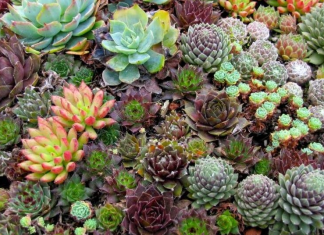 How do you kill succulents