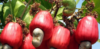 How to choose cashews, How to store cashews