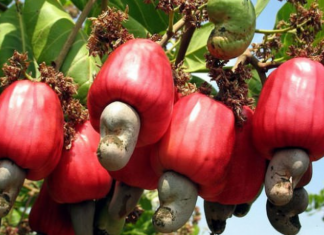 How to choose cashews, How to store cashews