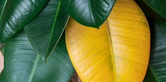 What causes yellow leaves on plants at home