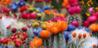 How to grow healthy cacti indoors