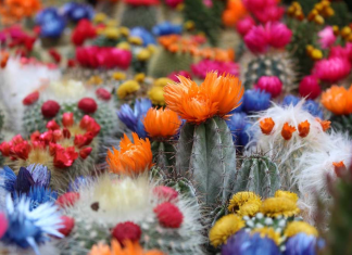 How to grow healthy cacti indoors