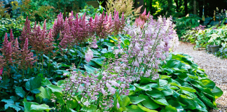 How to grow a Hosta, Growing Hostas at home