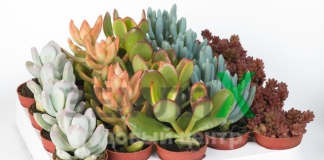 How to choose succulents, How to choose unusual succulents for your garden