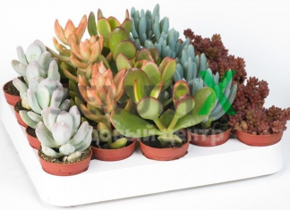 How to choose succulents, How to choose unusual succulents for your garden