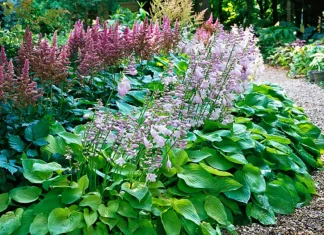 How to grow a Hosta, Growing Hostas at home