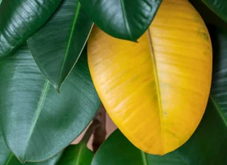 What causes yellow leaves on plants at home