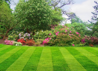 How to get rid of crabgrass