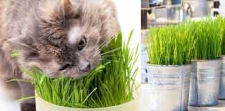 Are Succulents Poisonous to Cats, Succulents and Cats