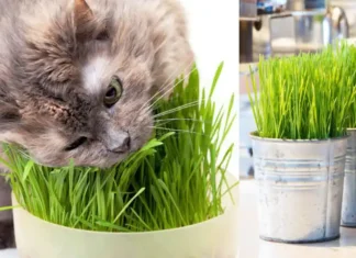 Are Succulents Poisonous to Cats, Succulents and Cats