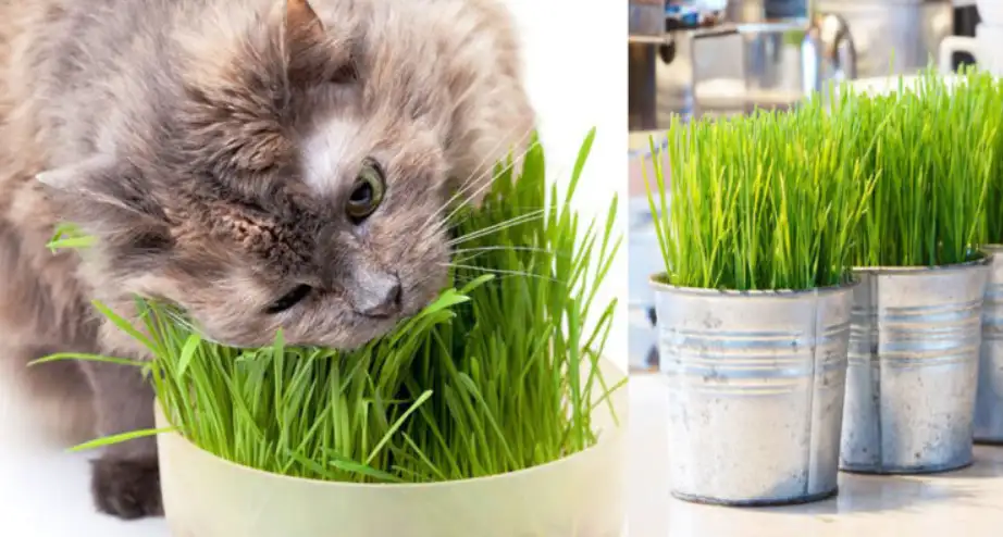 Are Succulents Poisonous to Cats, Succulents and Cats