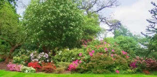 How to get rid of crabgrass