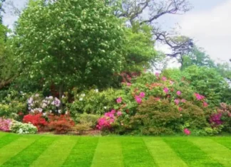 How to get rid of crabgrass