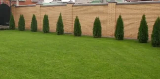 How to grow a green lawn in the yard