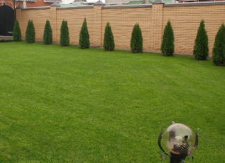 How to grow a green lawn in the yard