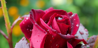 What diseases affect the garden rose plant