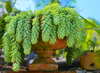 How to grow juicy Donkey Tail (Sedum Morganianum)