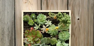 How to grow and take care of succulents