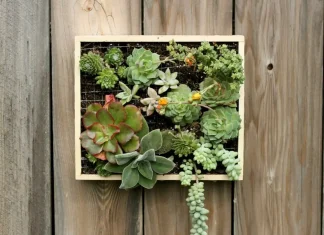 How to grow and take care of succulents