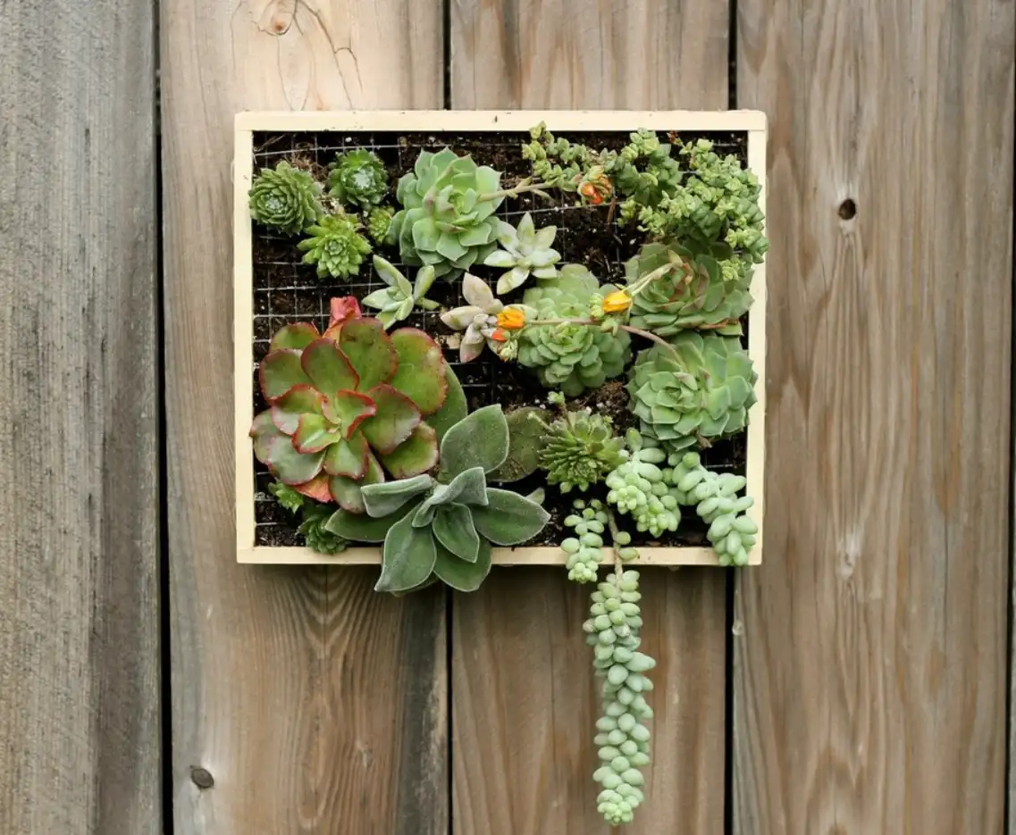 How to grow and take care of succulents