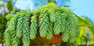 How to grow juicy Donkey Tail (Sedum Morganianum)