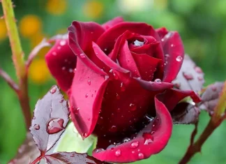 What diseases affect the garden rose plant